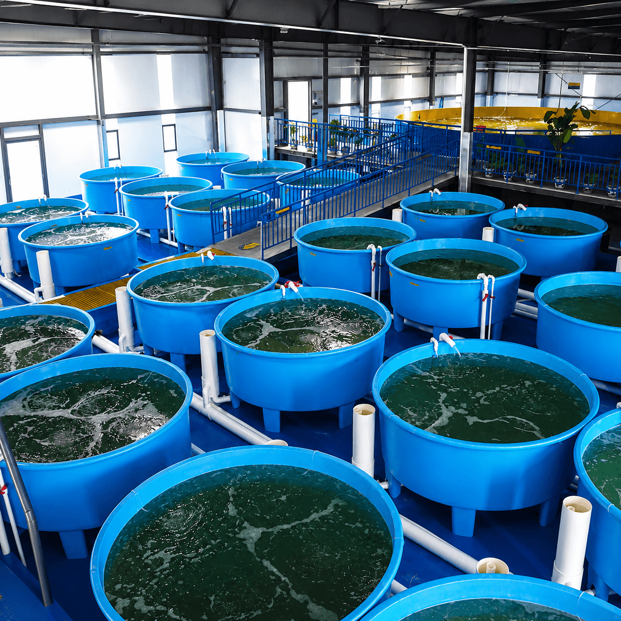Công Nghệ RAS Giúp Tối Ưu Hiệu Quả Nuôi Tôm Cá